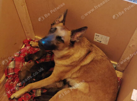Belgian Malinois x Dutch herder
