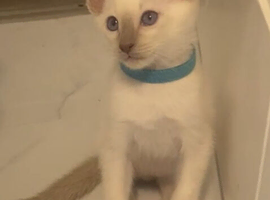 Full Siamese 2 boys  left