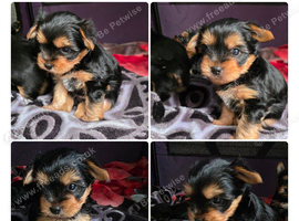 Stunning male Yorkshire Terrier available.
