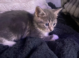 GORGEOUS KITTENS :Only TWO left