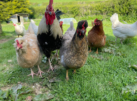 Chickens, laying hens, broody, chicks