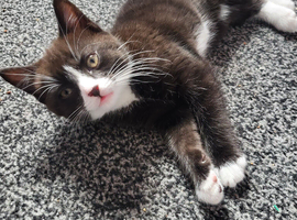 Female kitten ready now