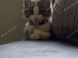 Needs rehoming asap