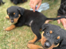 Rottweiler puppies looking for new jobs