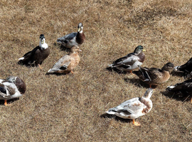 Call duck males 2026