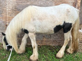 Ideal kids first pony