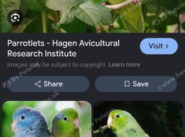 Urgent appeal for a female Parrotlet