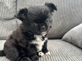 KC LONG COAT CHIHUAHUA