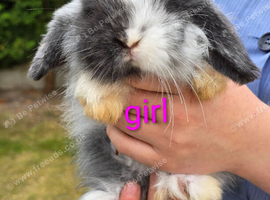 Mini lop girl bunny for sale