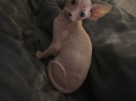 One female kitten for sale