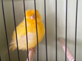 Norwich canaries for sale