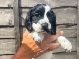 Cocker spaniel pups for sale