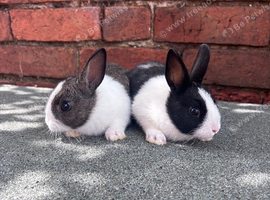 Dutch bunnies 6 weeks old