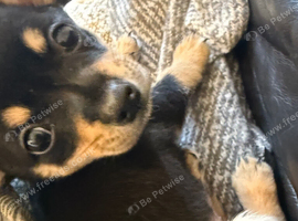 Ponchi puppies