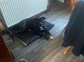 Cane Corso staffie mix