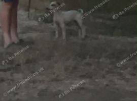 Whippet cross Suzuki