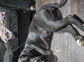 Cane corso x American bulldog