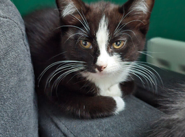 2 12 week old kittens