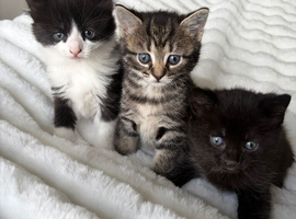 3 kittens