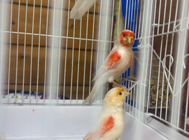 For sale