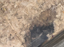 Gerbils for rehoming