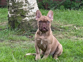 French bulldog