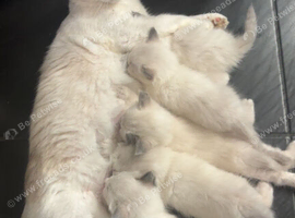Beautiful Ragdoll kittens