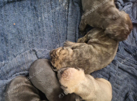 Puppys