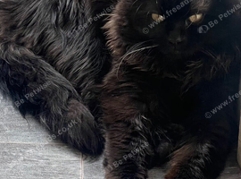 Needing to rehome my Maine coon cross junior cat Onyx