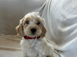 Cockapoo
