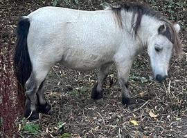 Partbred Falabella mare
