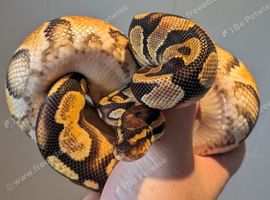 Female Orange Dream het Clown