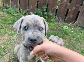 Cane Corso X Mastiff Puppies