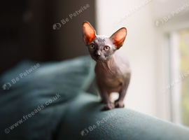 Sphynx Kittens