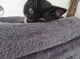 1 kittens ready NOW