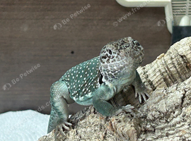 Collard lizards x 2