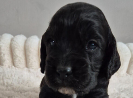 8 Beautiful Cocker Spaniel Puppies