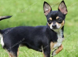 Chihuahua wanted