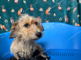 Terrier Pups