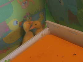 Aylesbury ducks
