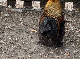 Polish bantam chickens