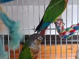 Conures for sale