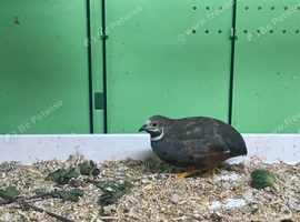 CHINESE PAINTED QUAIL - cocks