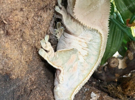 Female crested gecko and Full bioactive set up