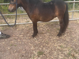 Shetland yearling colt