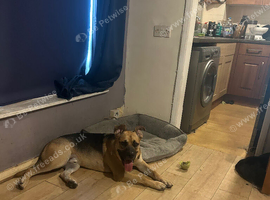 German shepherd cross Staff