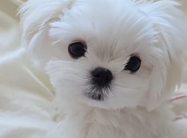 Teacup korean maltese pups