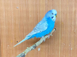 Baby budgies for sale