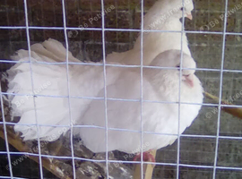 Fantails for sale