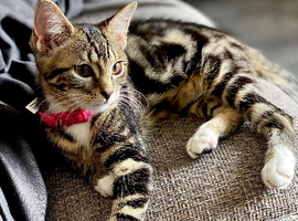 Ginger and tabby kitten for sale
